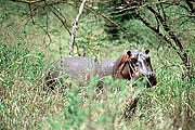 Picture 'KT1_44_20 Hippopotamus, Tanzania, Serengeti'